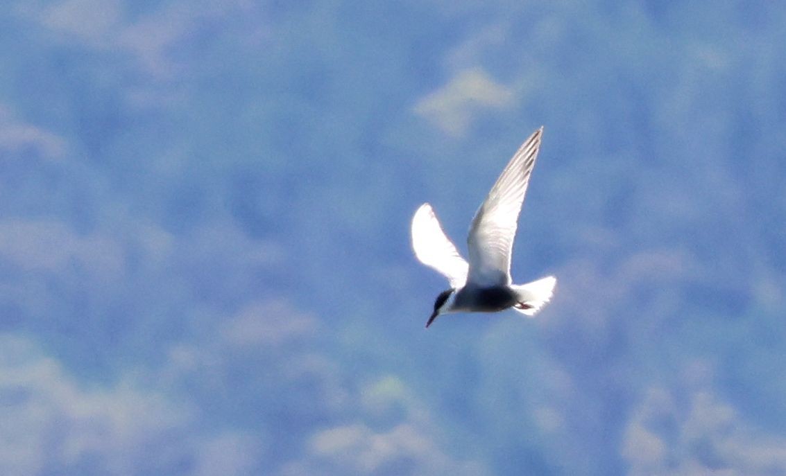 Weißbart-Seeschwalbe - ML646704289