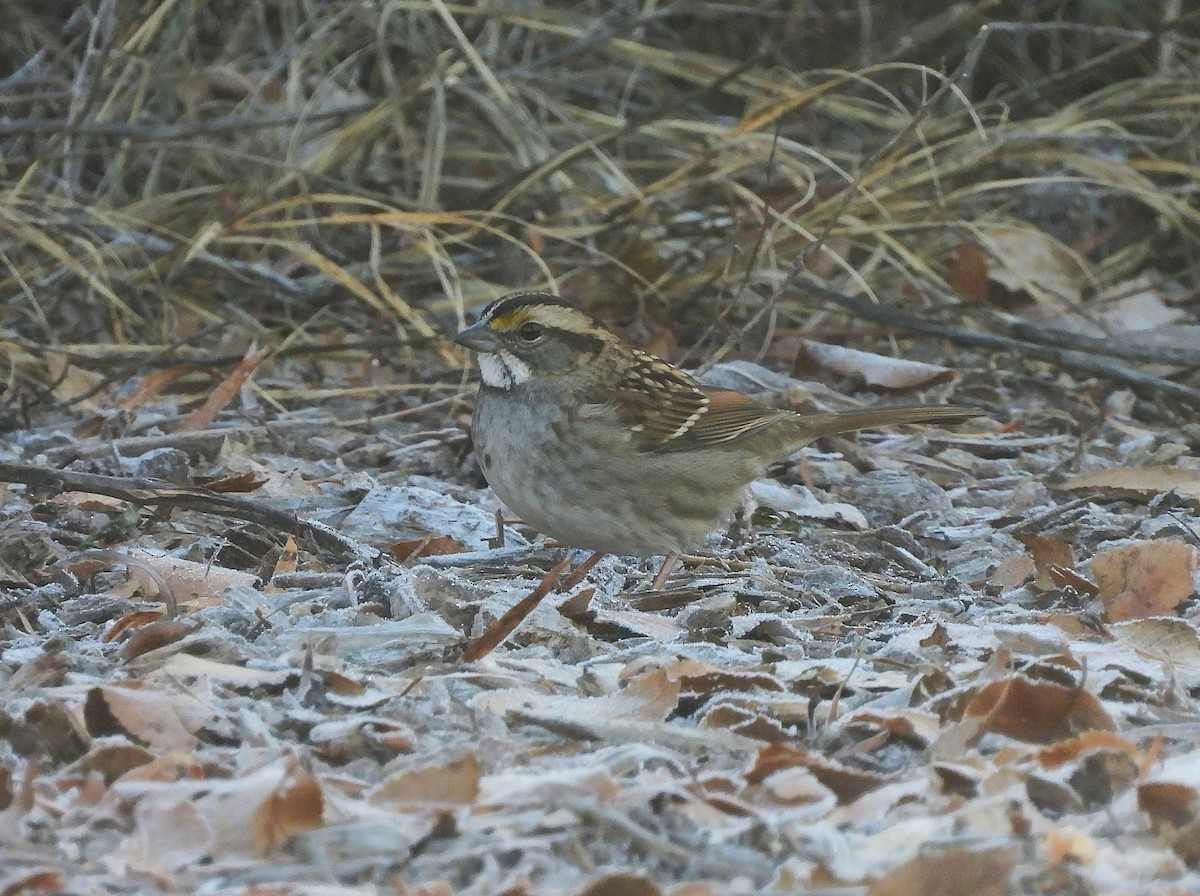 Белогорлая зонотрихия - ML646704290