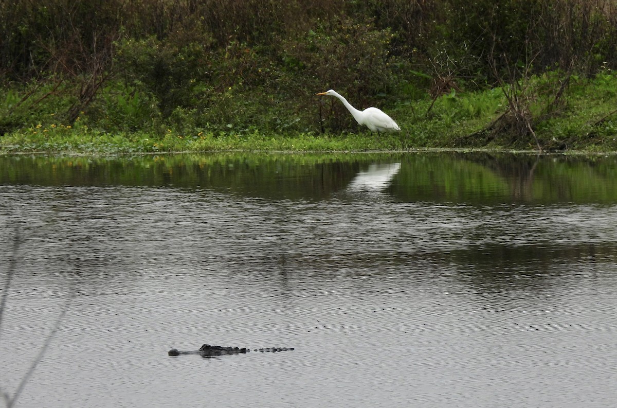 Great Egret - ML646704291
