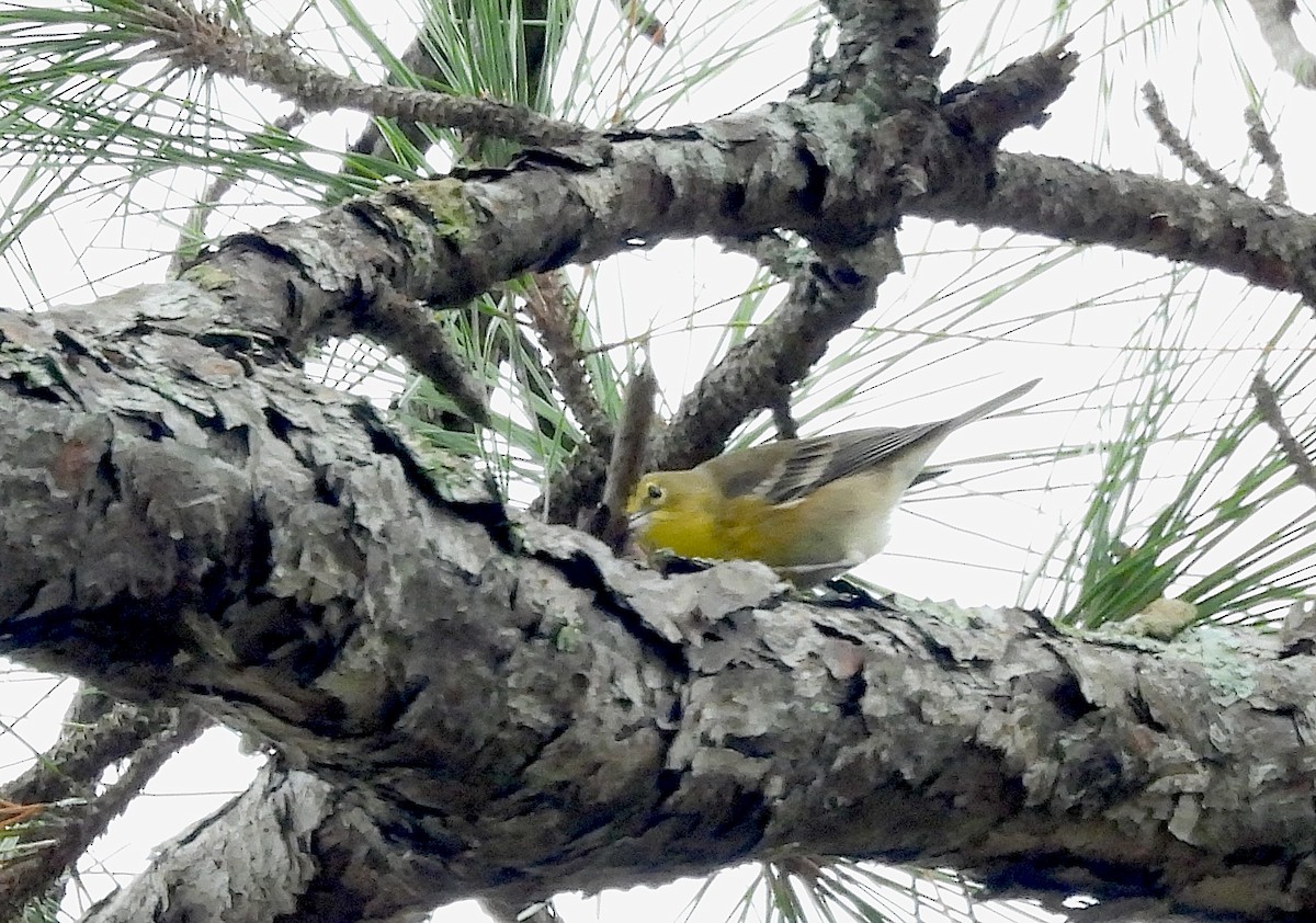 סבכון אורנים - ML646704293