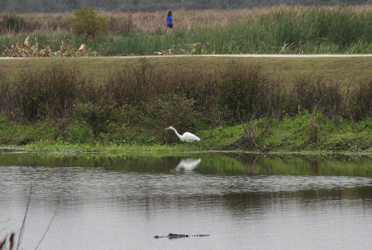 Great Egret - ML646704296