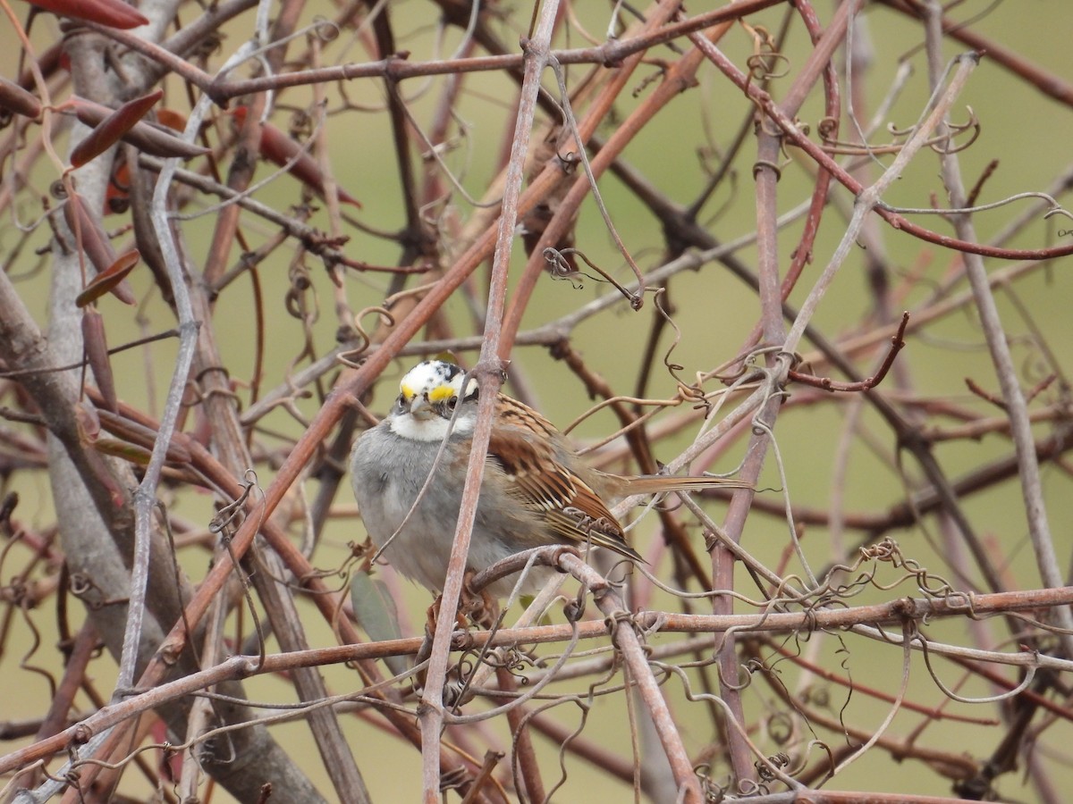 White-throated Sparrow - ML646704297
