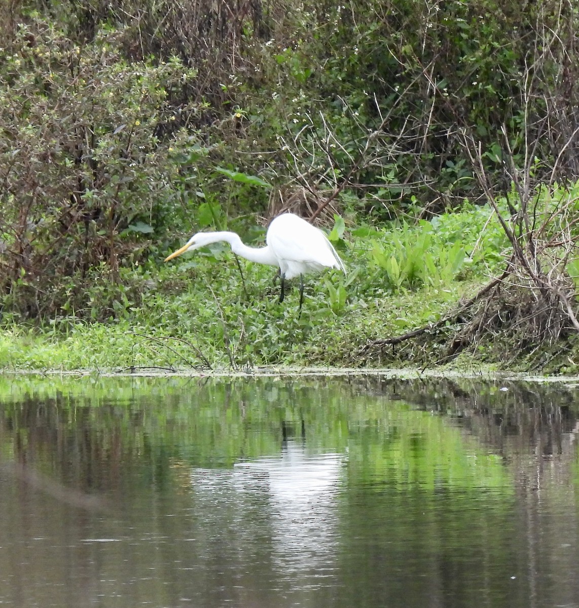 Great Egret - ML646704303