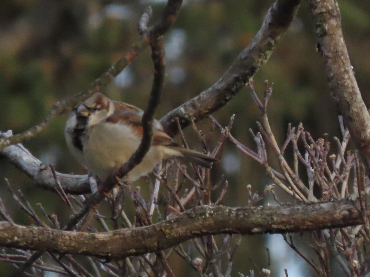 gråspurv - ML646704304