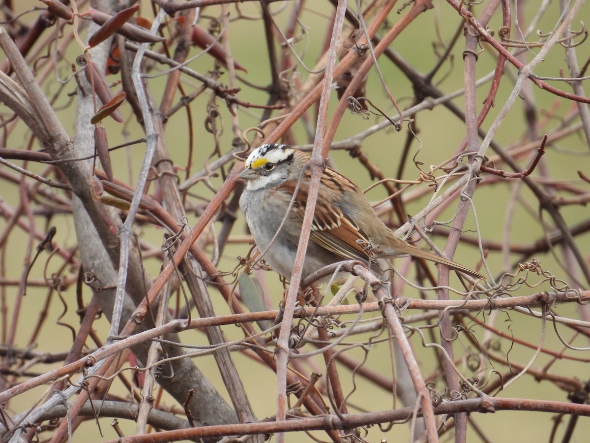 White-throated Sparrow - ML646704305