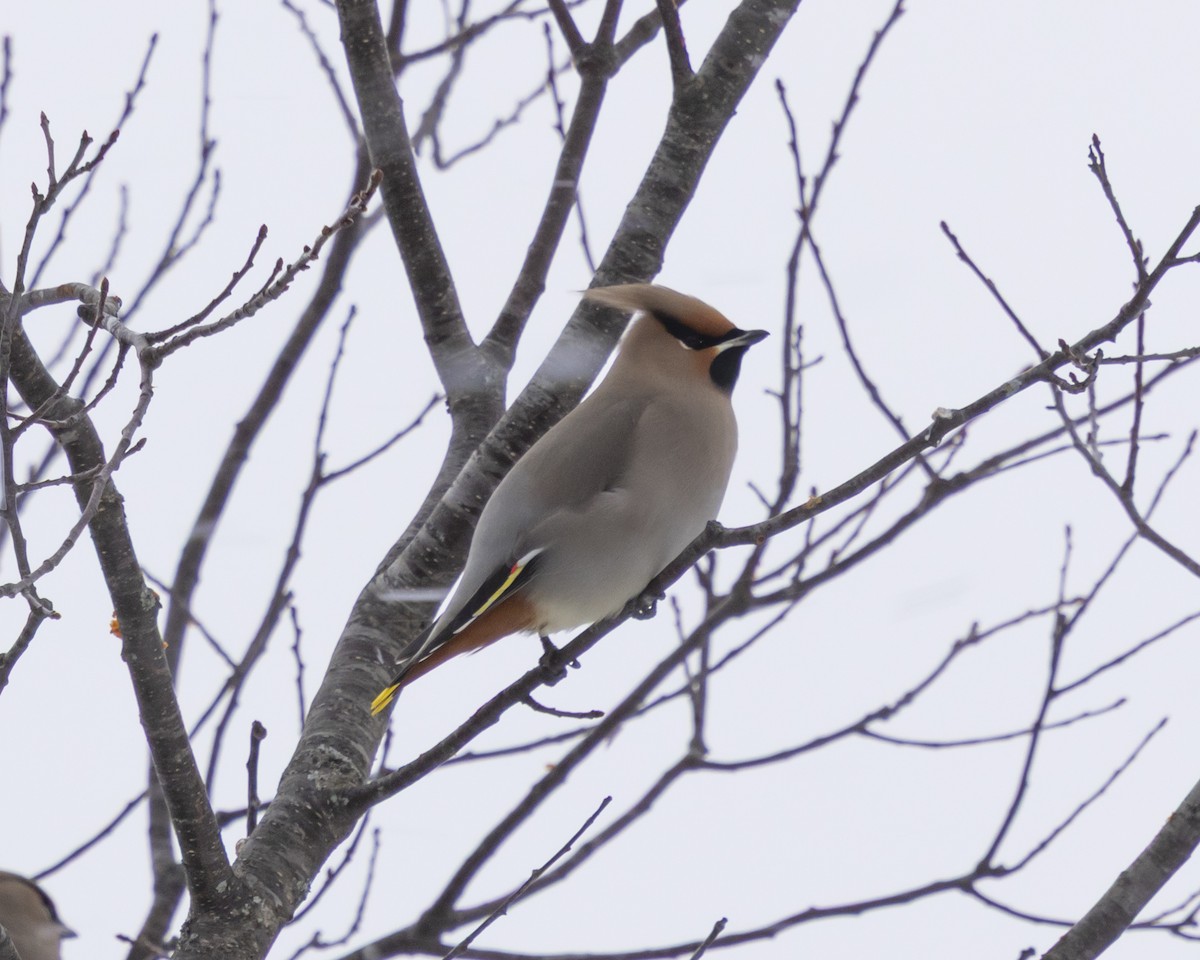 Bohemian Waxwing - ML646704306