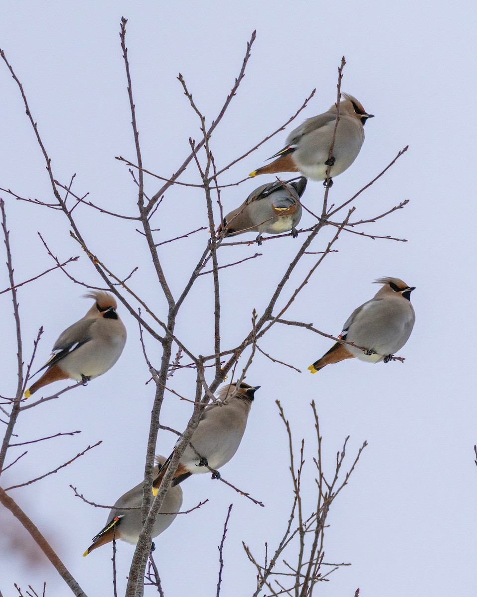 Bohemian Waxwing - ML646704307