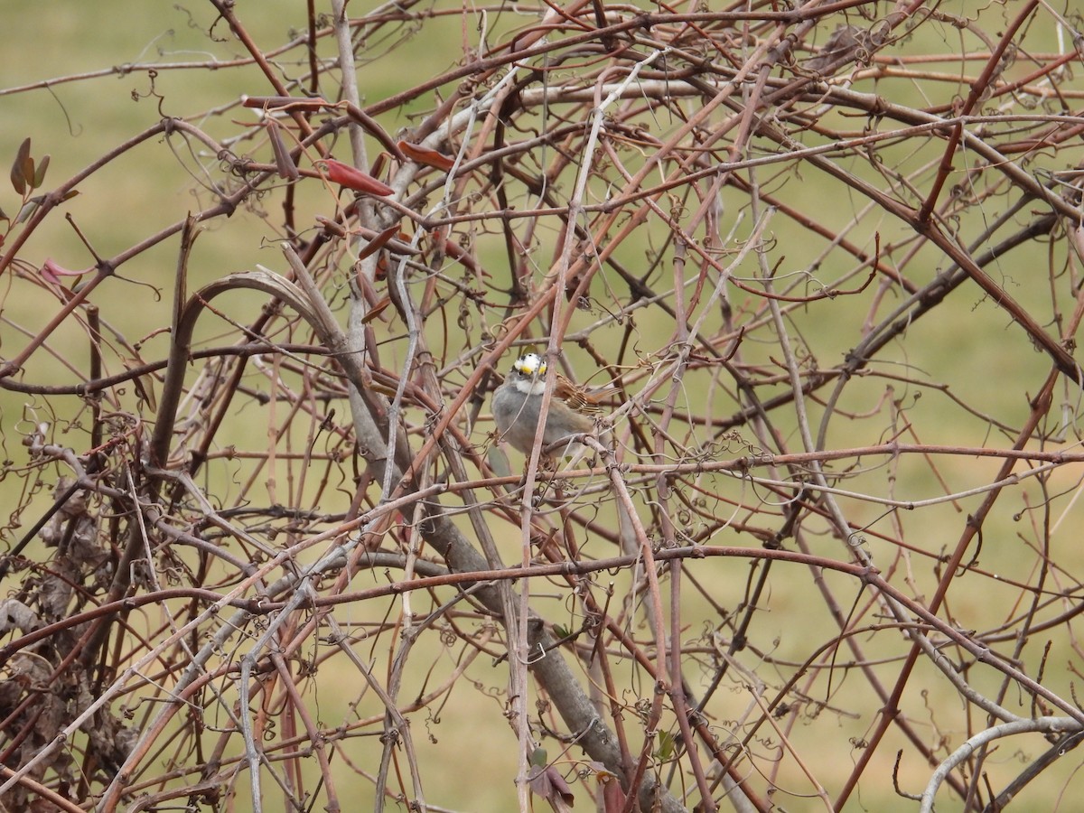 White-throated Sparrow - ML646704308