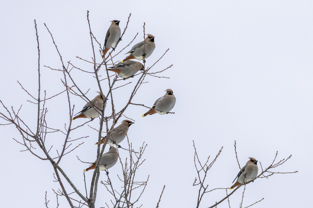 Bohemian Waxwing - ML646704309
