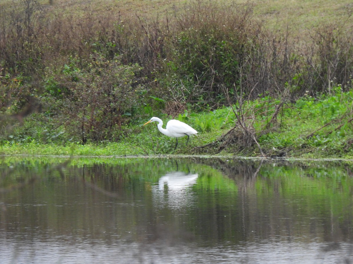 Great Egret - ML646704310
