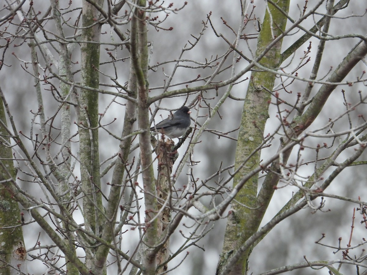 Dark-eyed Junco - ML646704312