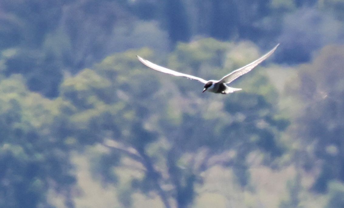 Weißbart-Seeschwalbe - ML646704317