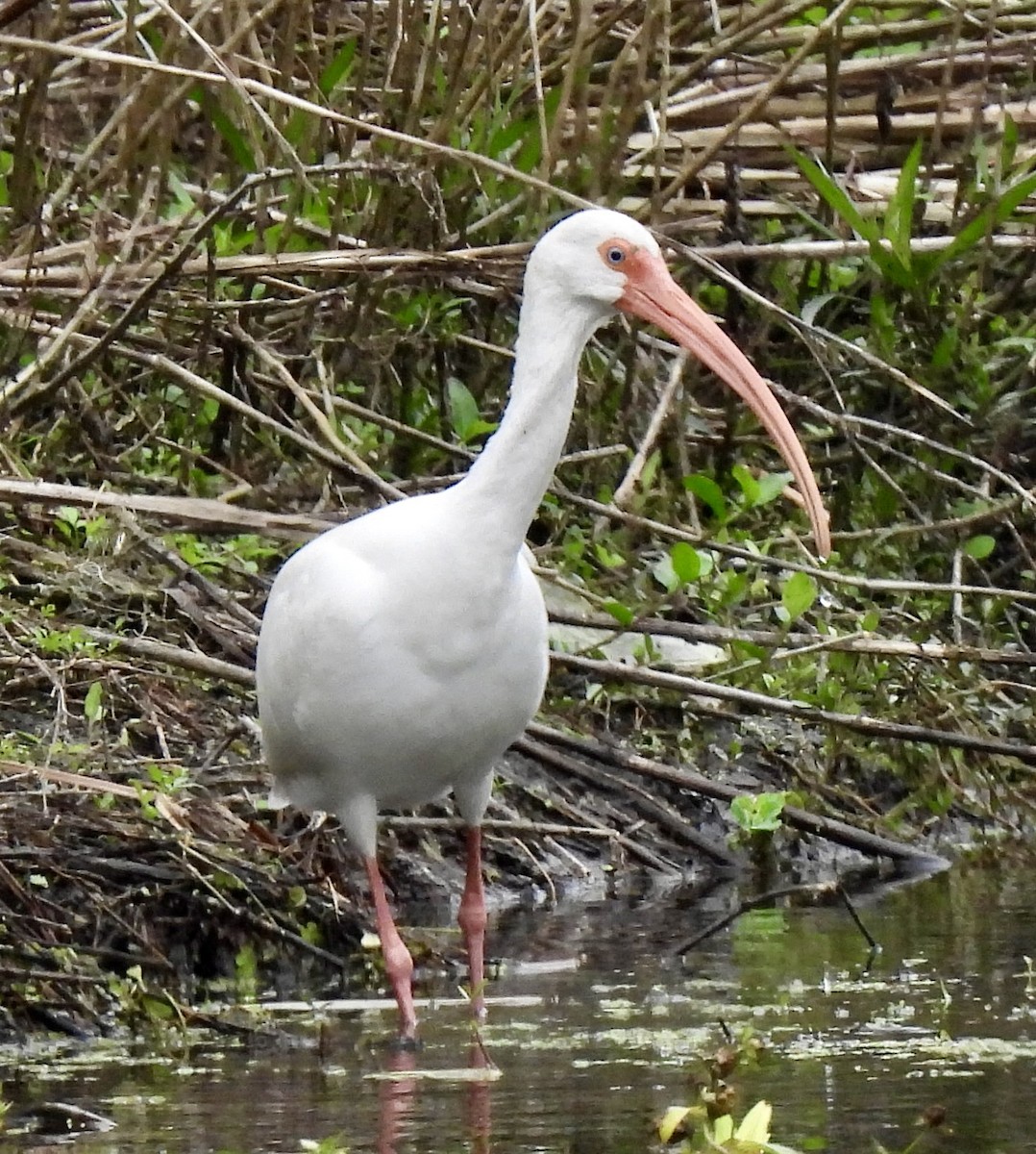 White Ibis - ML646704319