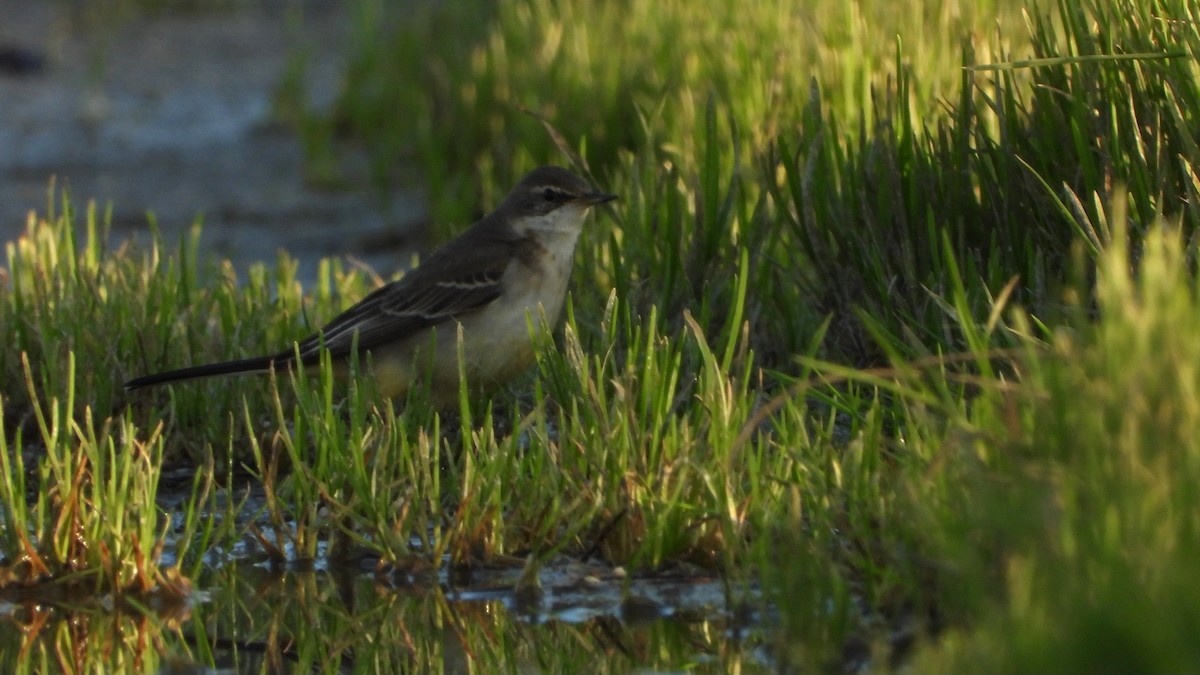 østgulerle (tschutschensis/plexa) - ML646704320