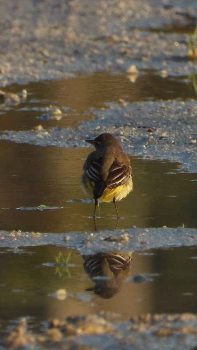 østgulerle (tschutschensis/plexa) - ML646704321