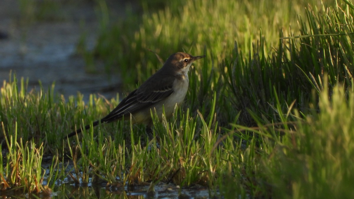 østgulerle (tschutschensis/plexa) - ML646704322