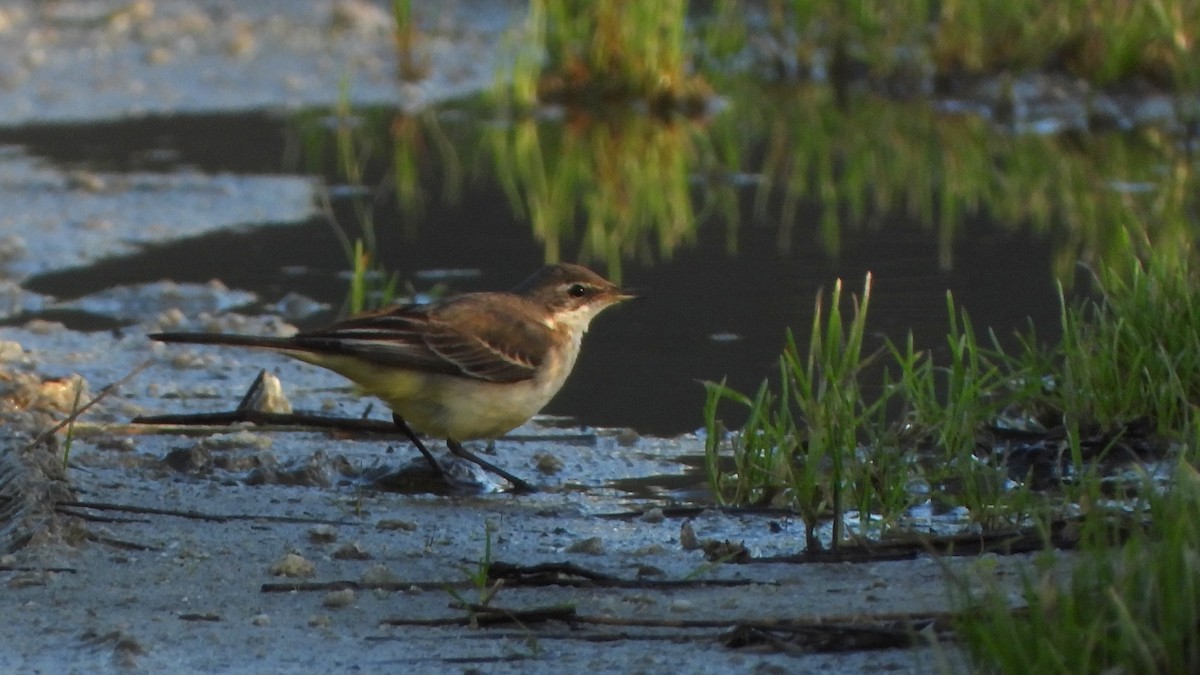 østgulerle (tschutschensis/plexa) - ML646704323