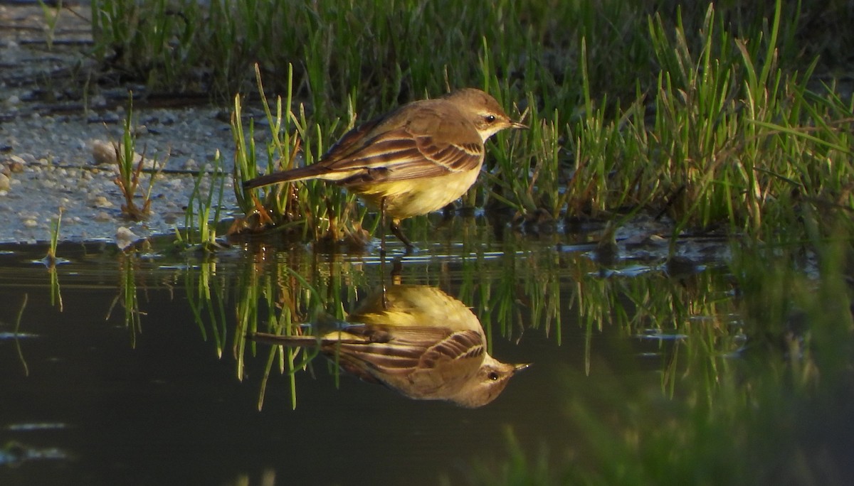 østgulerle (tschutschensis/plexa) - ML646704324