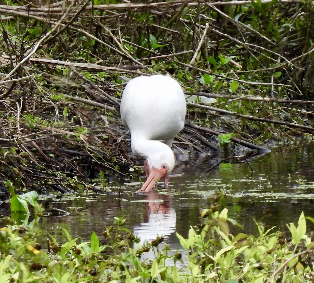 White Ibis - ML646704325
