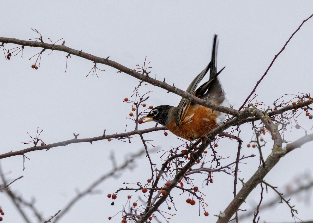 American Robin - ML646704326
