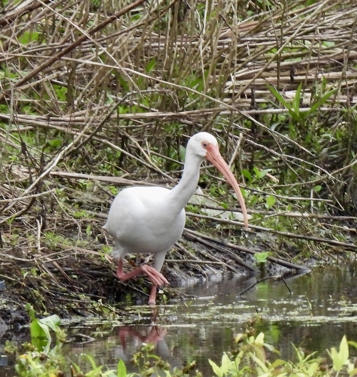 White Ibis - ML646704327