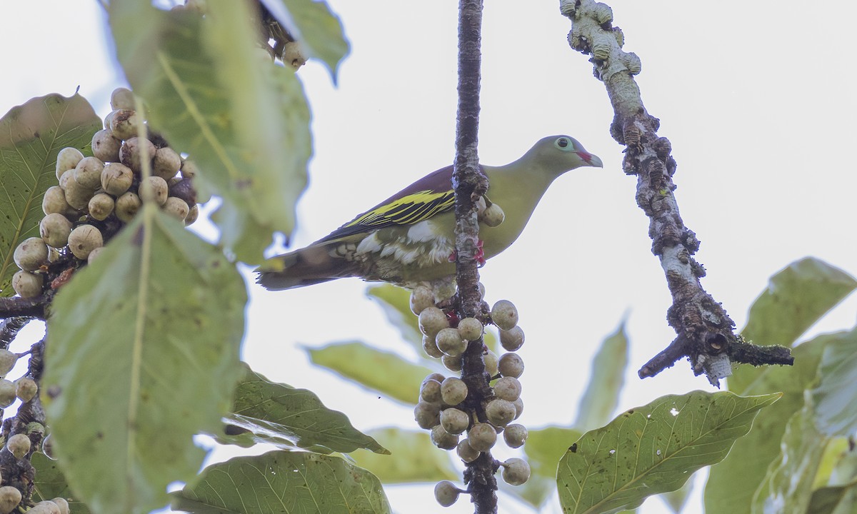 Вінаго індокитайський [група curvirostra] - ML646704328