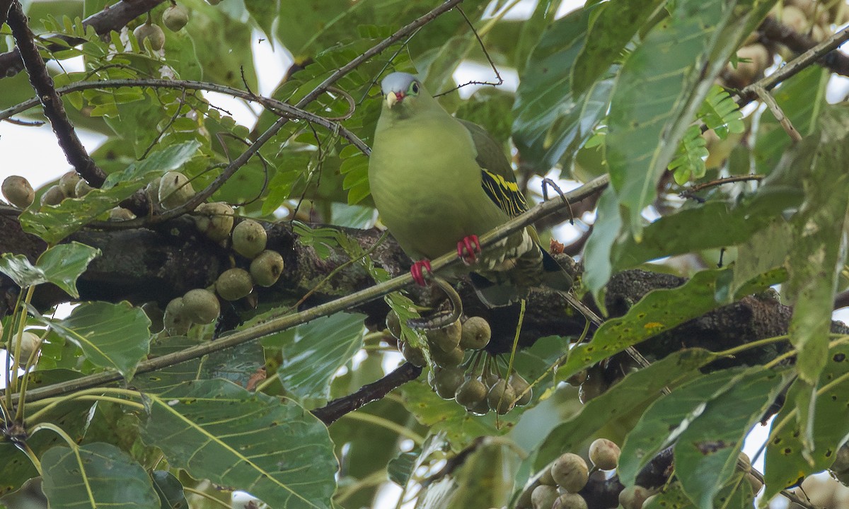 Вінаго індокитайський [група curvirostra] - ML646704329