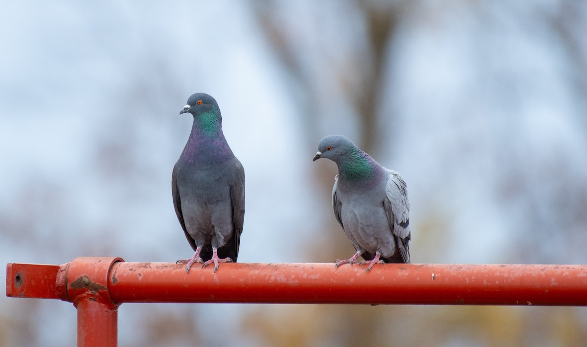 Rock Pigeon (Feral Pigeon) - ML646704330
