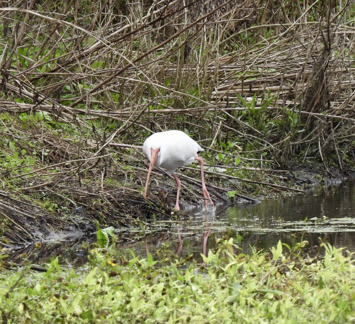 White Ibis - ML646704331