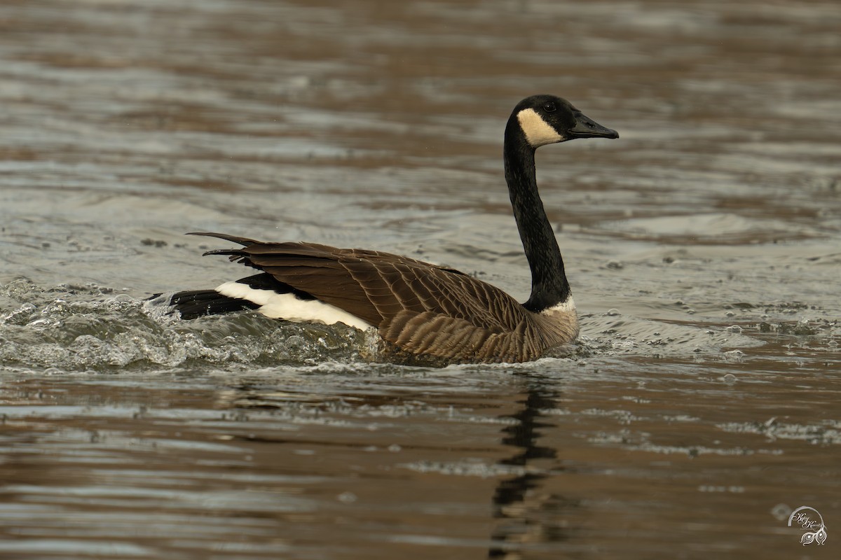 berneška velká - ML646704334