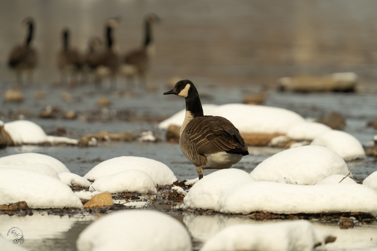 berneška velká - ML646704335