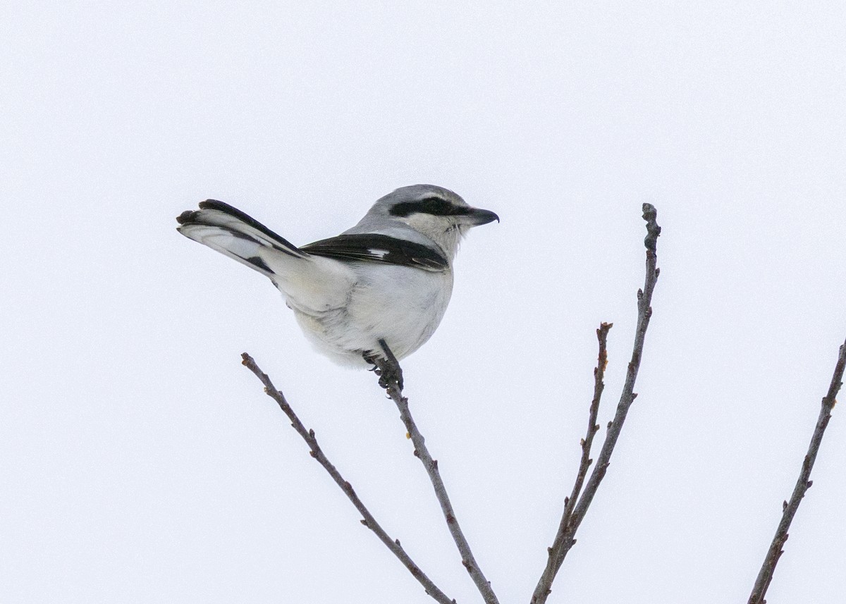Northern Shrike - ML646704337