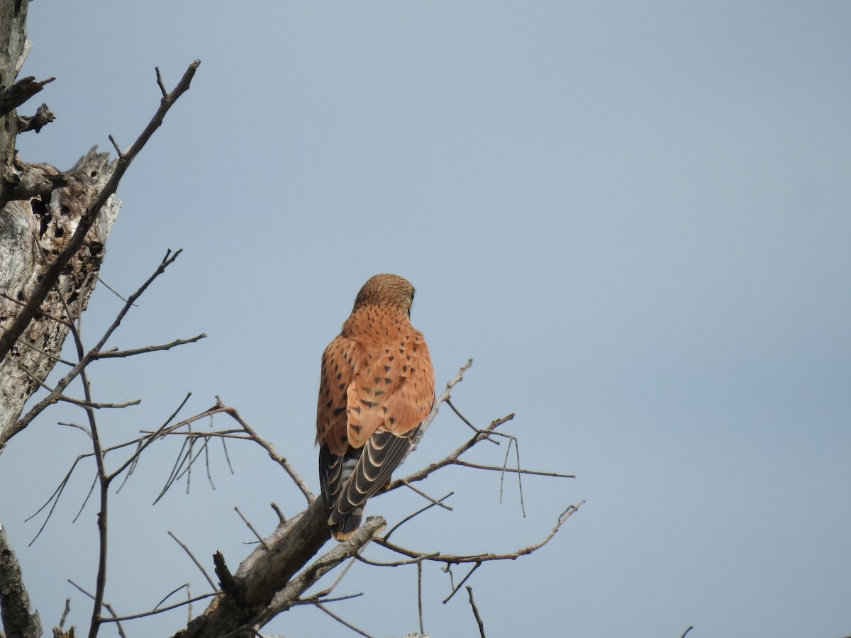 klippefalk - ML646704339