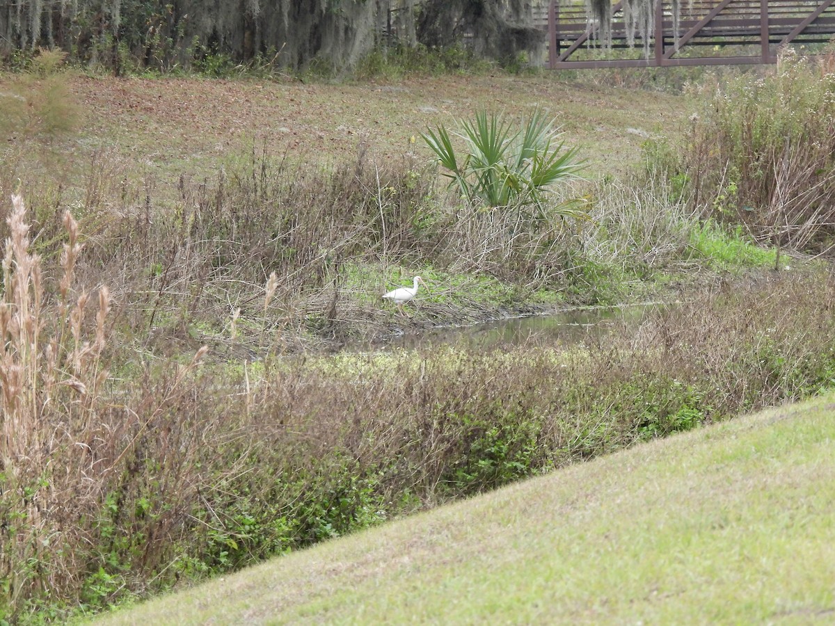 White Ibis - ML646704341