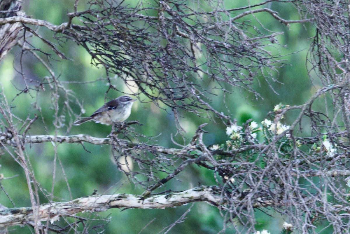Spotted Scrubwren - ML646704345