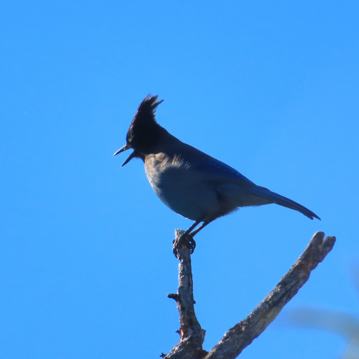 Steller's Jay - ML646704354