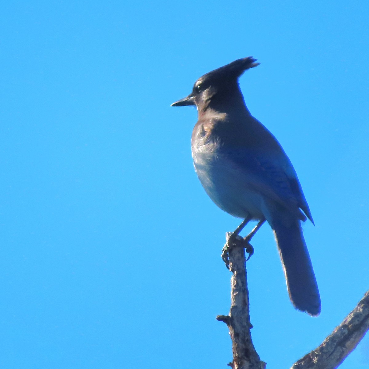 Steller's Jay - ML646704355