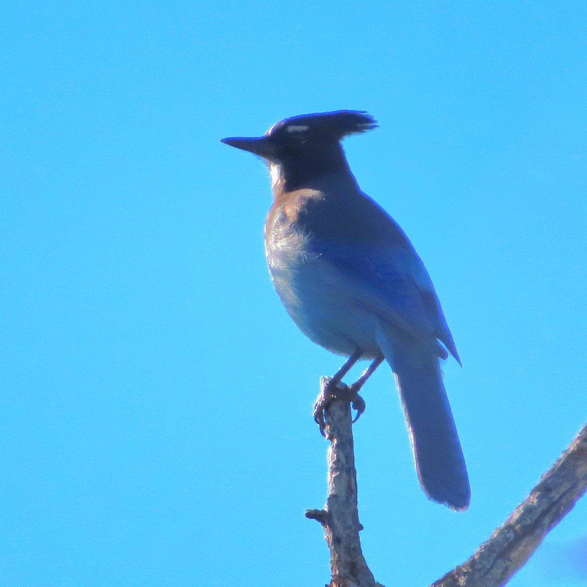 Steller's Jay - ML646704356