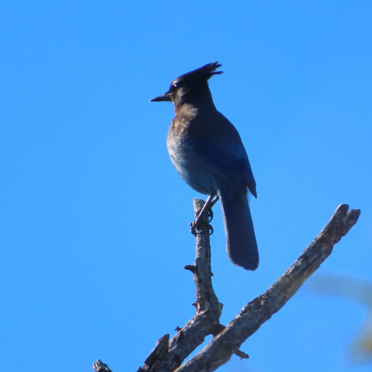 Steller's Jay - ML646704357