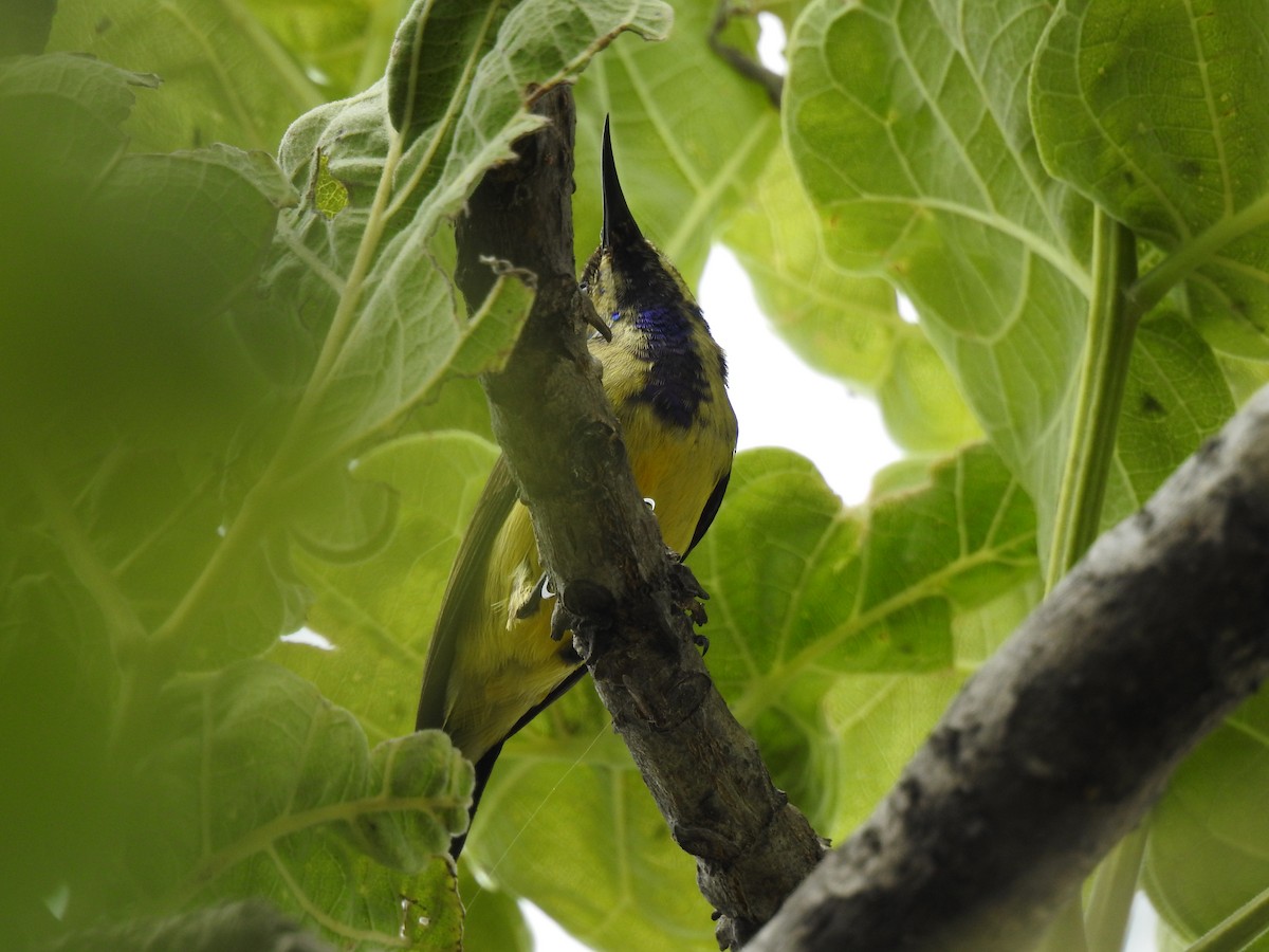 venussolfugl - ML646704358