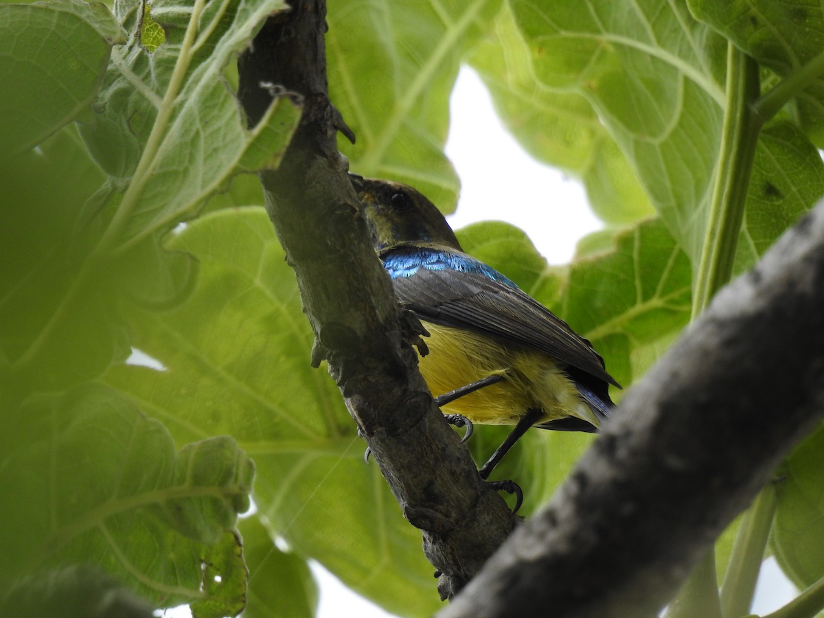 venussolfugl - ML646704359