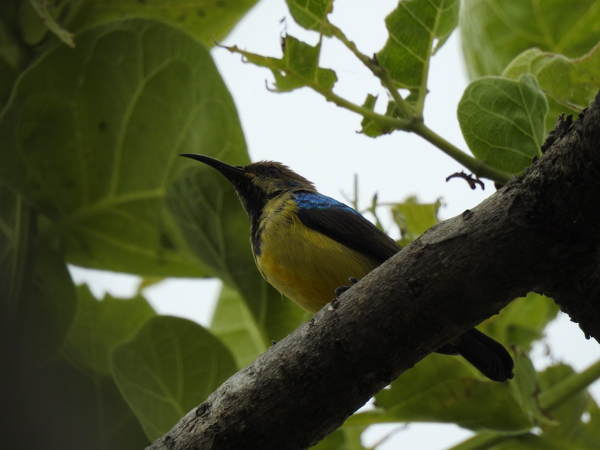 venussolfugl - ML646704361