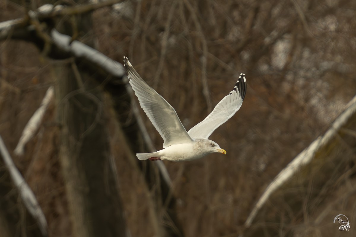 Kanadamöwe - ML646704368