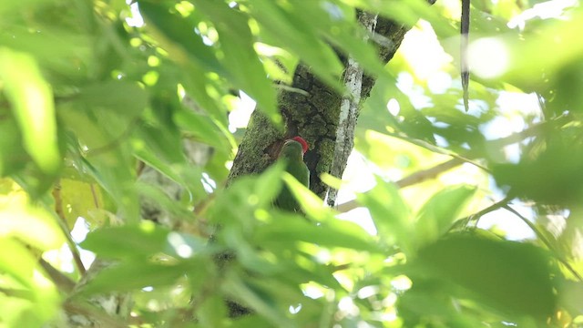 Red-headed Barbet - ML646704375