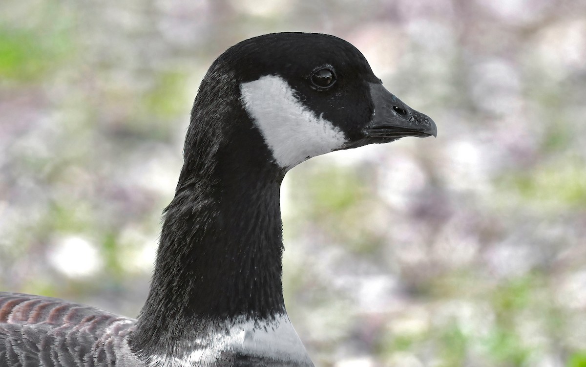 Zwergkanadagans - ML646704376