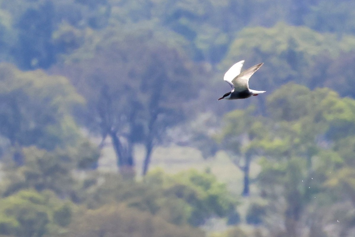 Weißbart-Seeschwalbe - ML646704380