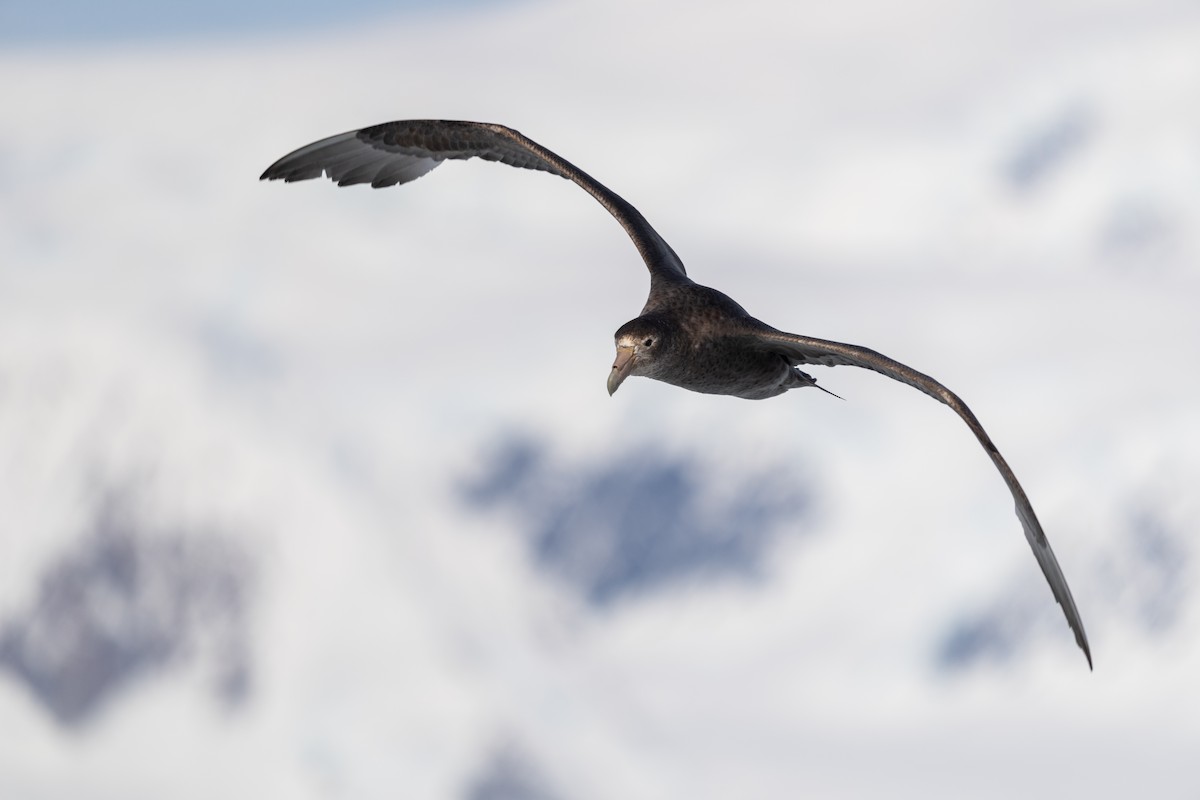 סערון-ענק דרומי - ML646704388