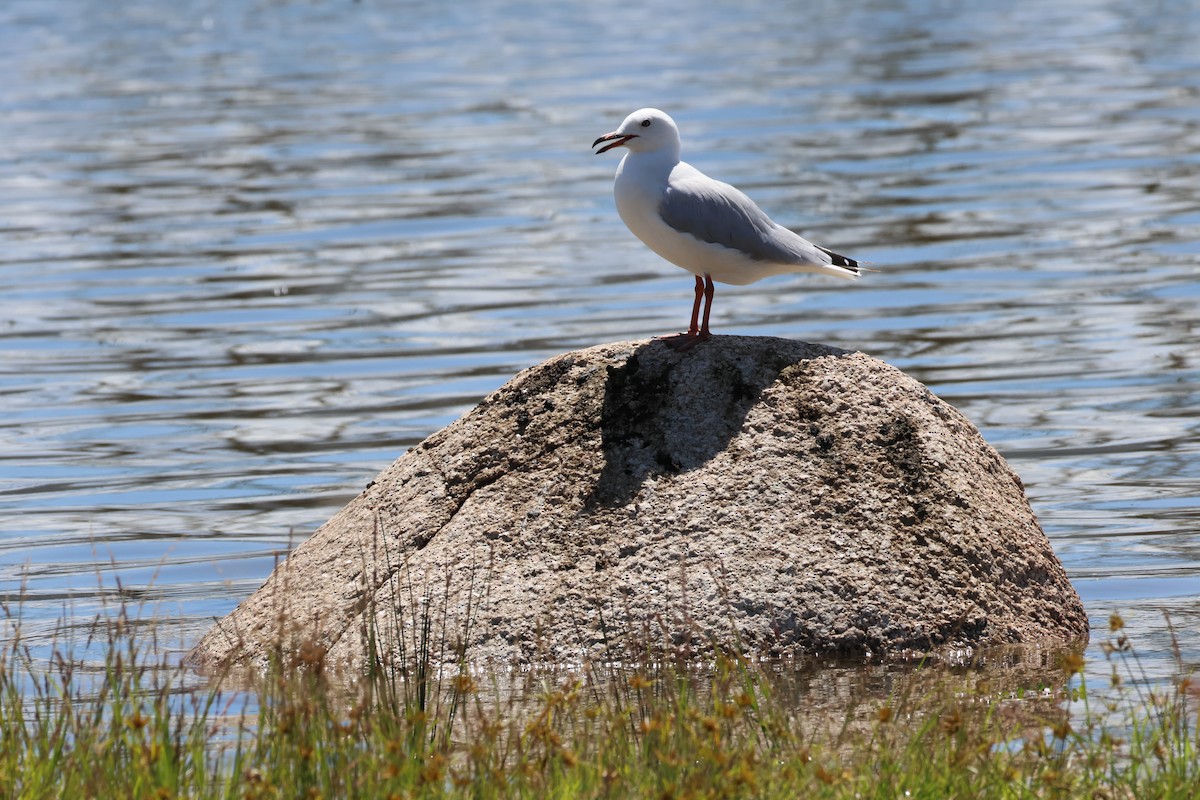 Silberkopfmöwe - ML646704389