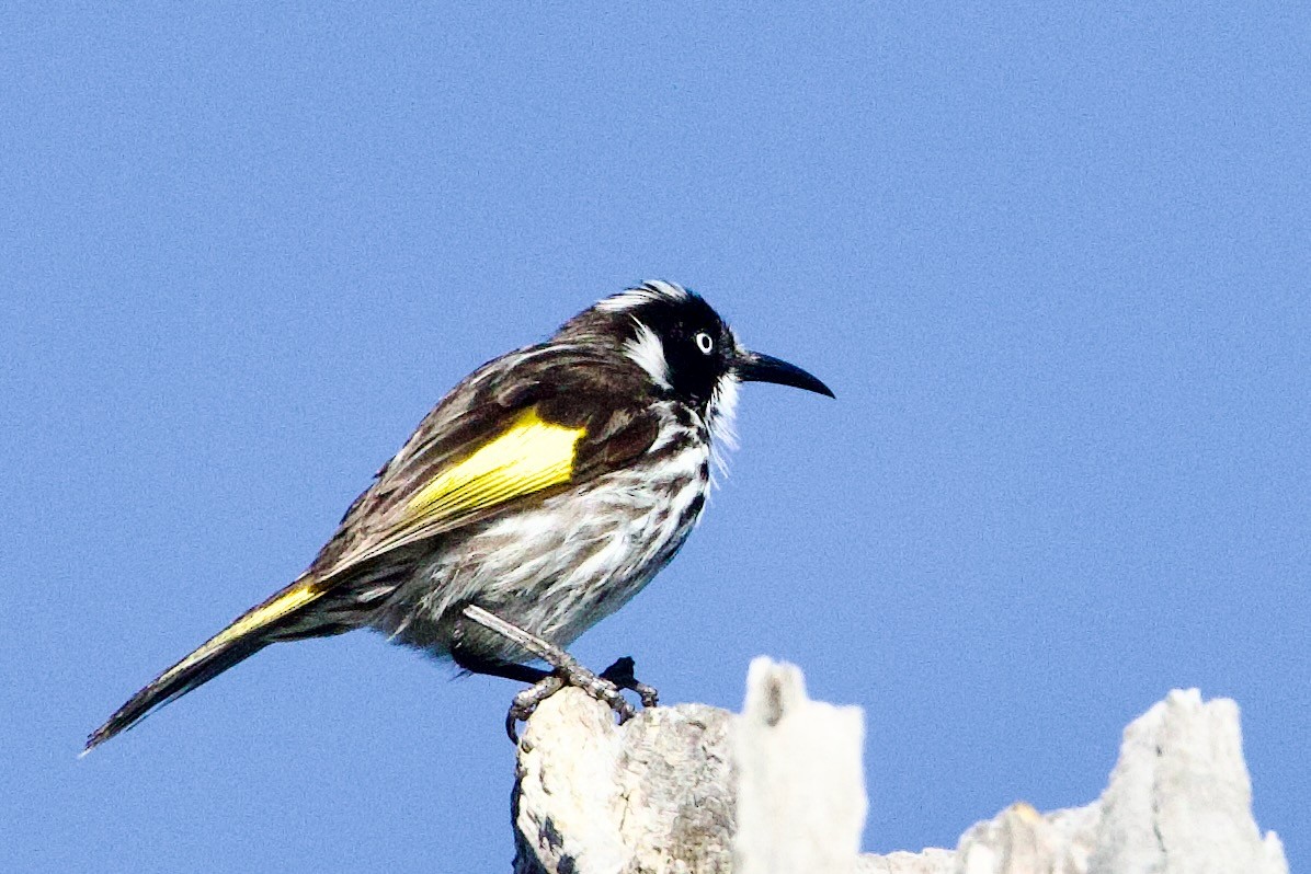 New Holland Honeyeater - ML646704391