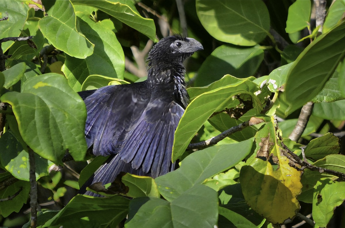 ani rýhozobá - ML646704395